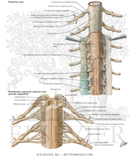 Spinal: Spinal Nerve Roots