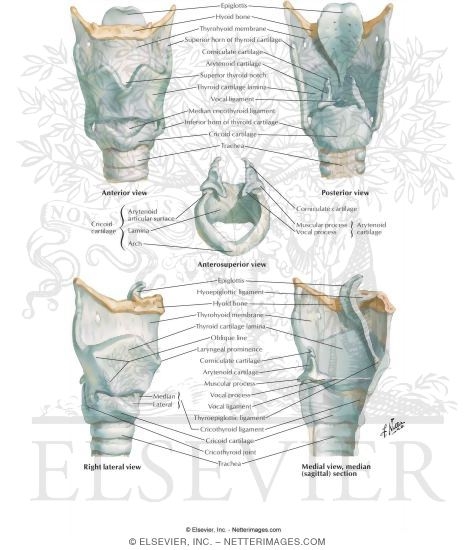 Cartilages of the Larynx