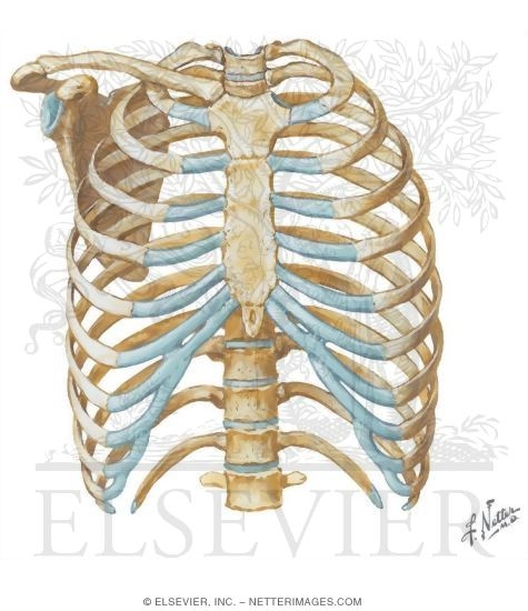 Thoracic Wall: Thoracic Cage (Skeleton)