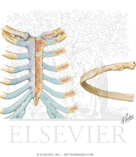 Thoracic Wall: Joints of the Thoracic Cage