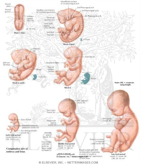 Pregnancy - Fetus During Gestation
