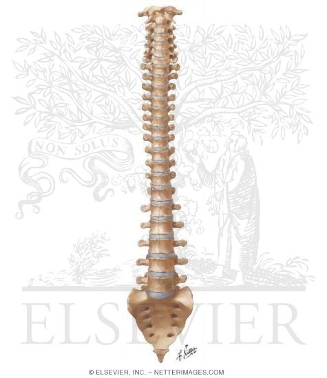 Spine: Anatomy