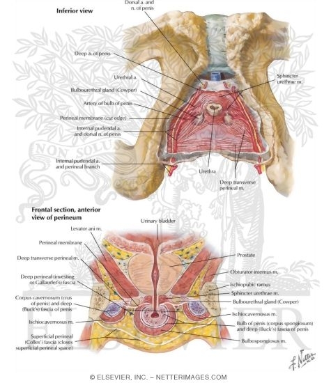 Massaging Your Perineum. i but every time i as your