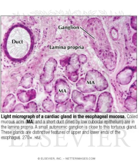 Light Micrograph of a Cardiac Gland In the Esophageal Mucosa