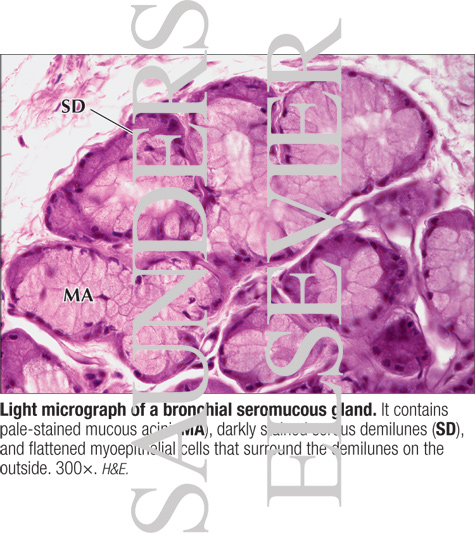 Light Micrograph of a Bronchial Seromucous Gland