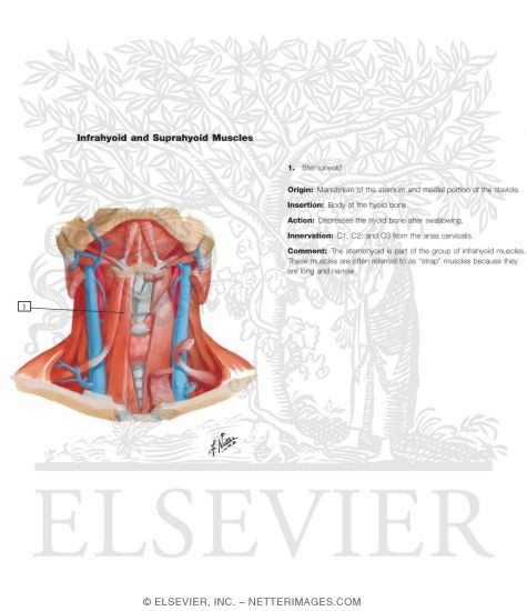 Muscles of Neck: Anterior View