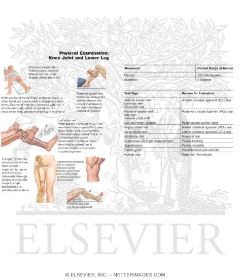 Physical Examination of the Knee and Lower Leg