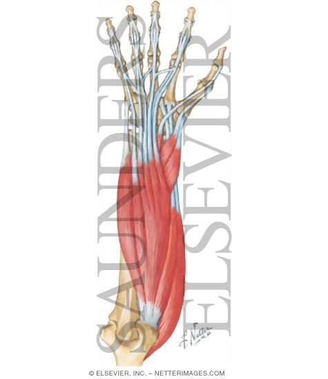 Extensor Muscles of the Wrist