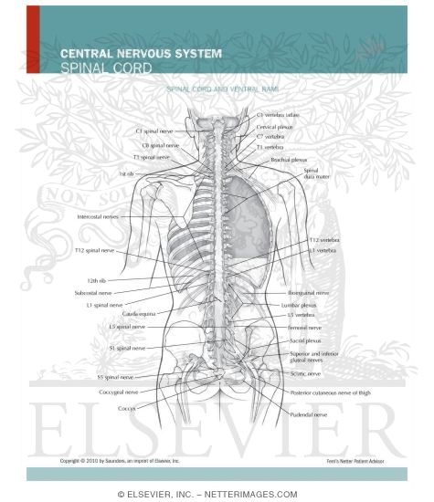 Central Nervous System: Spinal Cord