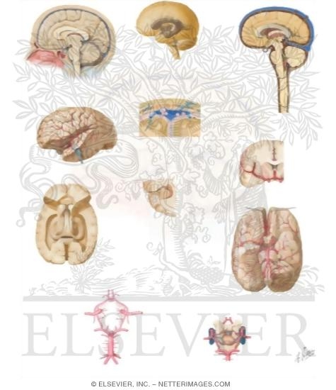 Central Nervous System: Brain