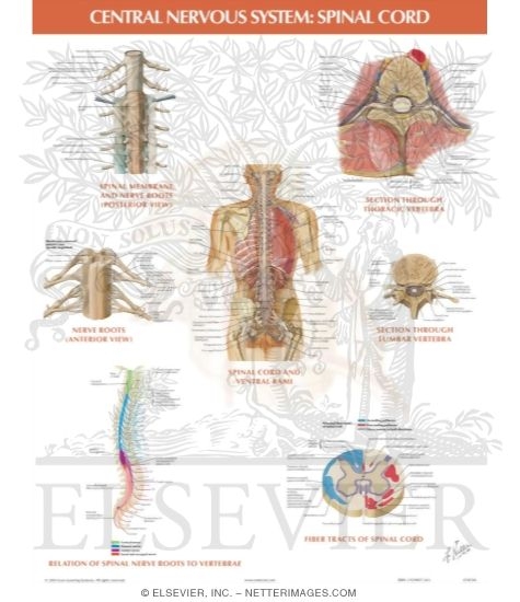 Central Nervous System: Spinal Cord