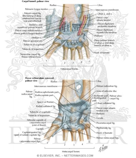 Ligaments of Volar Aspect of Wrist with Transverse Carpal Ligament Removed
Ligaments of Wrist
Joints: Wrist