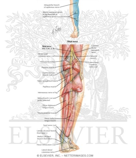 Nerves of the Leg and Knee
