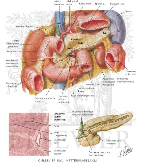 Pancreas: Anatomy and Histology