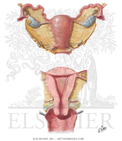 Pelvic Cavity: Uterus and Adnexa