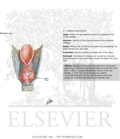 muscles-of-larynx