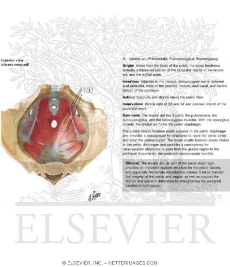 Pelvic Diaphragm: Male
Floor of Abdominopelvic Cavity