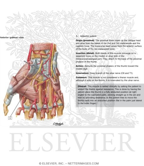 Intrinsic Muscles of Hand
