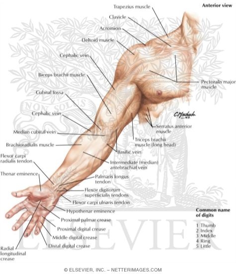 Upper Limb Surface Anatomy