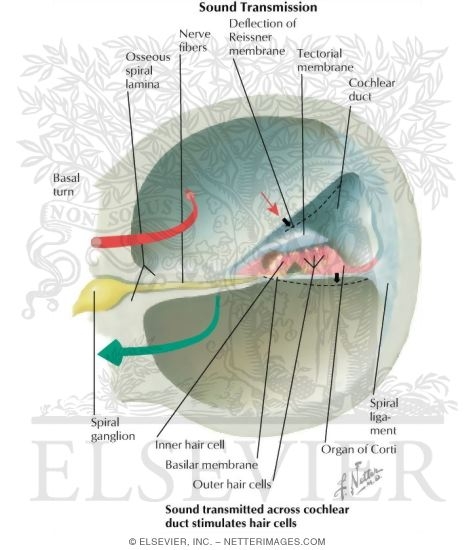 Transmission of Sound Across Cochlear Duct