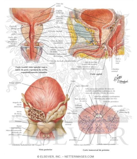 Anatomia prostatei | Ghid medical, tratamente si remedii naturiste