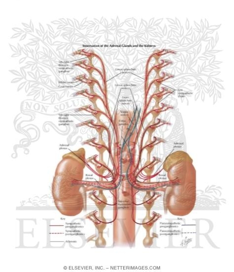 Innervation of Adrenal Glands And Kidneys