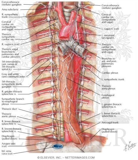 Autonomic Nerves In Thorax Sympathetic Trunk In The Thorax