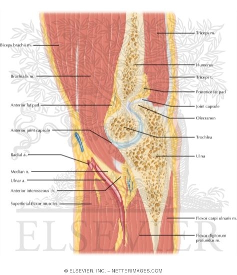 Cross Section Of The Elbow Sagittal View 3927