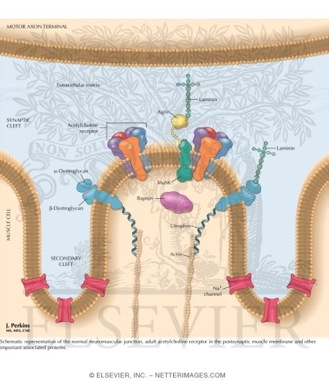 Acetylcholine Receptor and Neuromuscular Junction