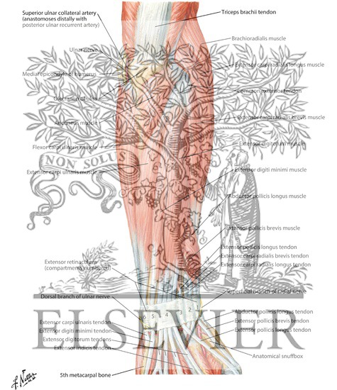 Muscles of Forearm (Superficial Layer): Posterior View