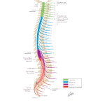 Spinal Cord: Relationship of Nerves to the Spine