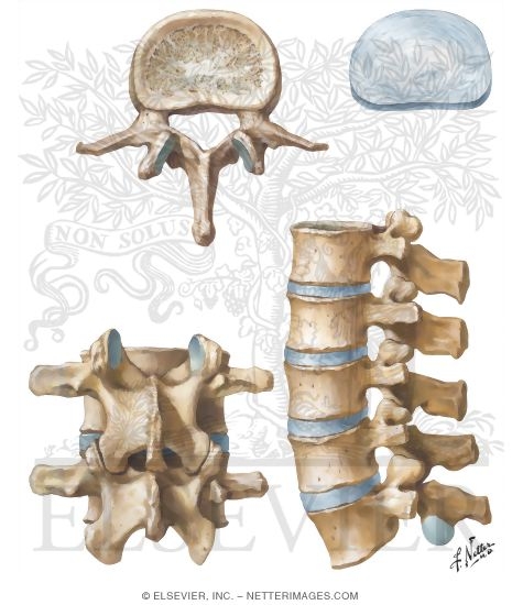 lumbar vertebra lateral view unlabeled