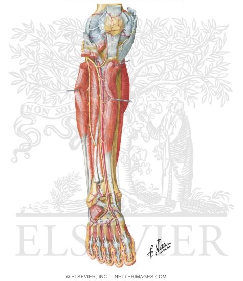 Muscles, Arteries, and Nerves of Leg: Deep Dissection (anterior view)  Muscles of Leg (Deep Dissection)