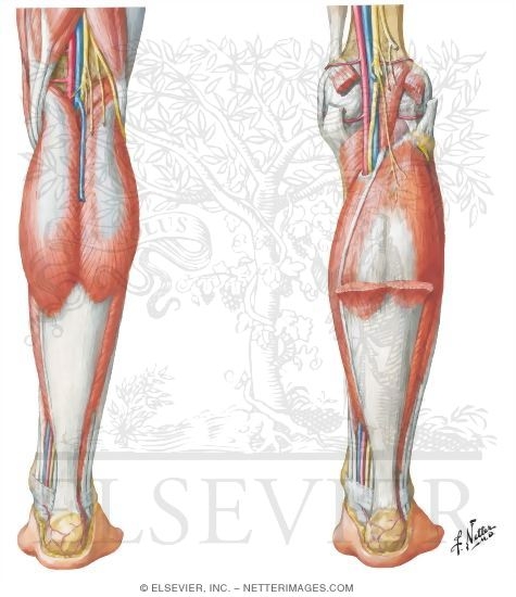 Muscles, Arteries, and Nerves of Leg (posterior view) Muscles: Superficial  Posterior Compartment