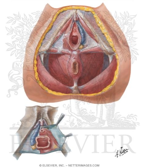 Anatomía del Perineo (Perineum Anatomy): Image Details - NCI Visuals Online