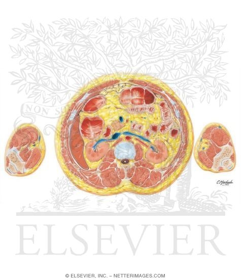 Kidney Renal Hilum Anatomy