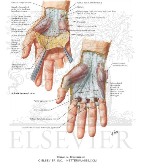 Skin And Subcutaneous Fascia Of The Hand Wrist And Hand Superficial Palmar Dissection 5735