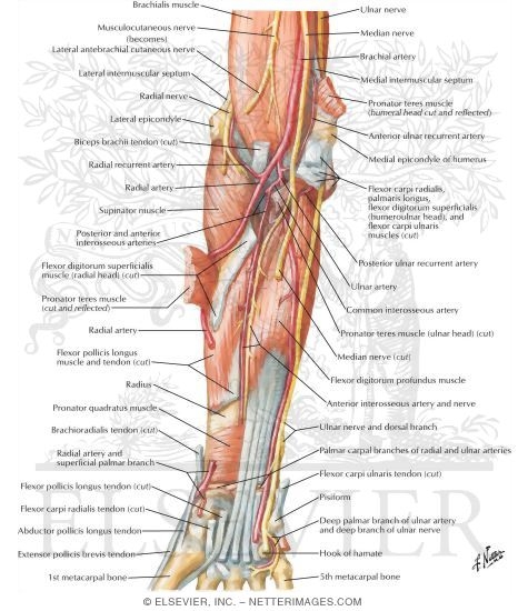 Arteries, Nerves, and Muscles of Upper Limb (Anterior View)
Muscles of Forearm (Deep Layer): Anterior View
