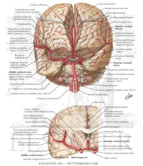Arteries Of Brain Frontal View And Section Arterial Supply