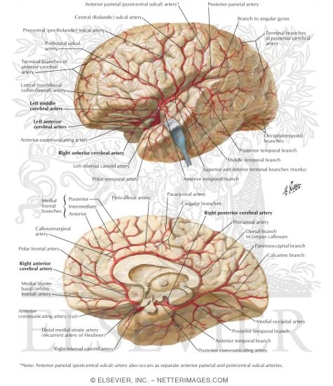 brain medial view