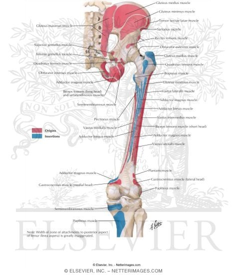 Femur Anatomy Muscles