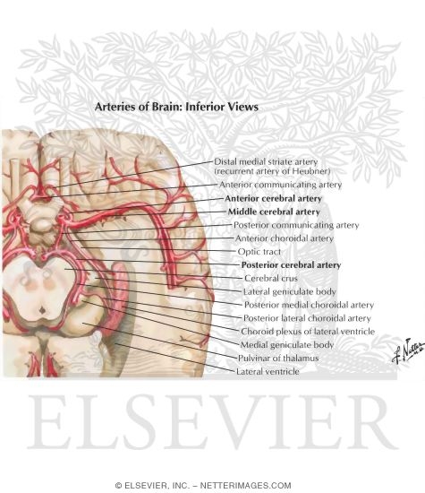 Arteries Of Brain Inferior Views