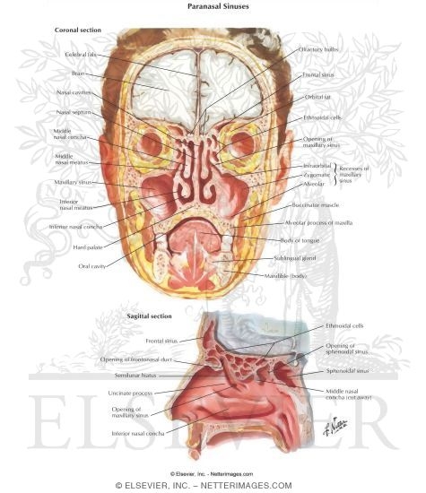 Paranasal Sinuses: Coronal and Sagittal Sections