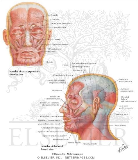 Muscles of the Head