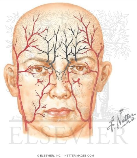 facial artery netter