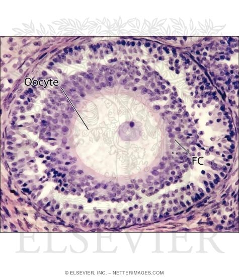 Comparative Views of the Ovary As Seen With Light Microscope