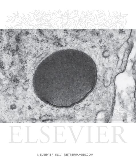 Electron Micrograph of a Primary Lysosome