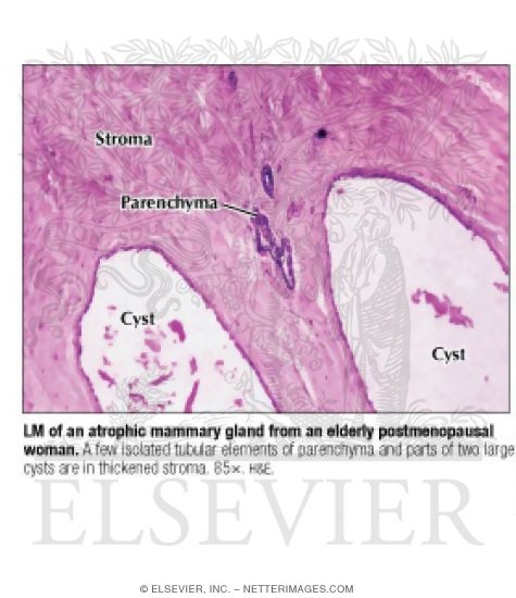 mammary gland histology