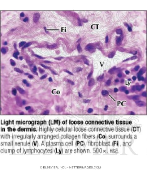 loose connective tissue slide