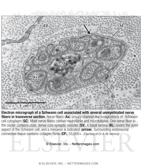 Electron Micrograph of a Schwann Cell Associated With Several Unmyelinated Nerve Fibers In Transverse Section